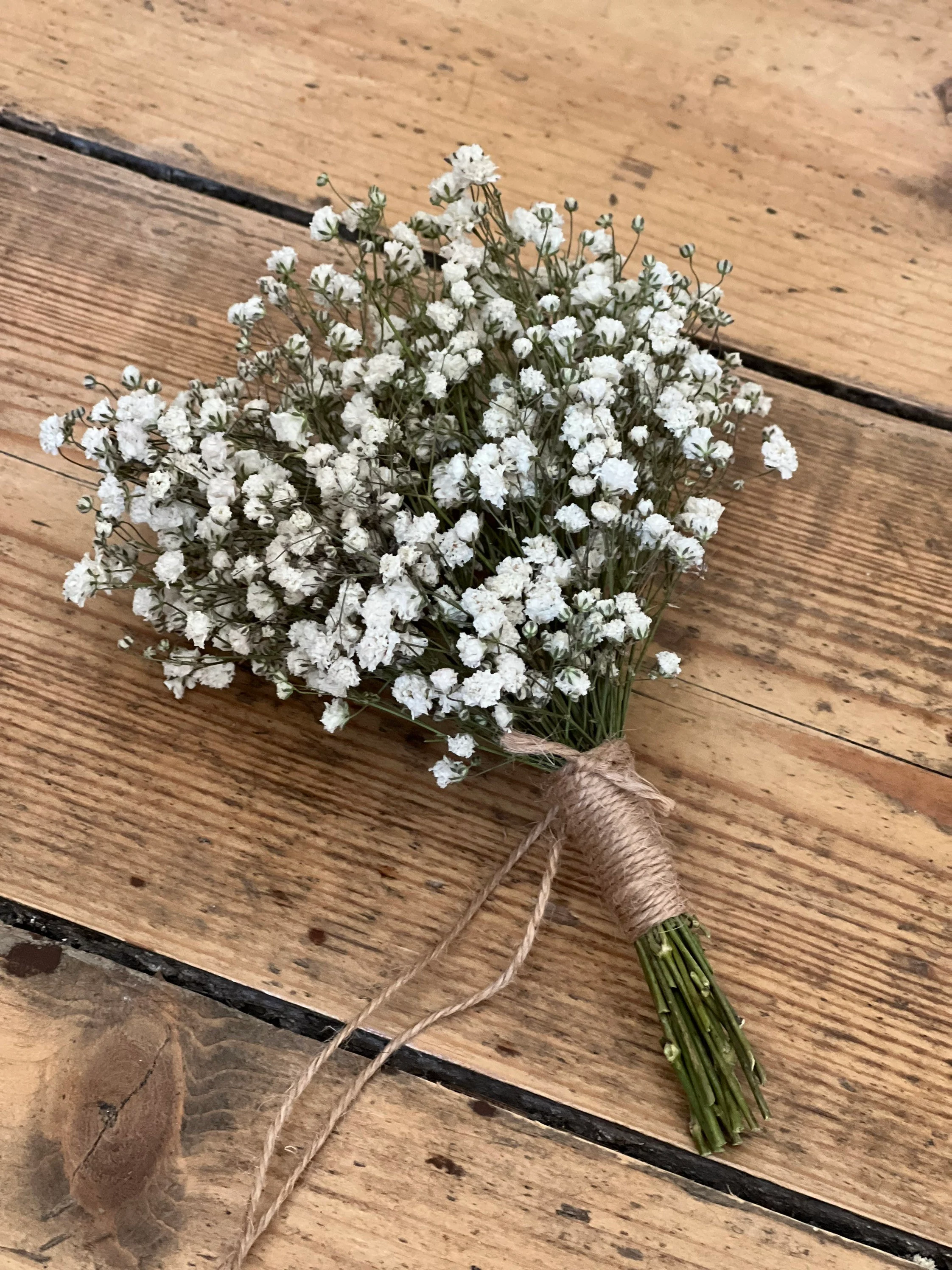 Gypsophila