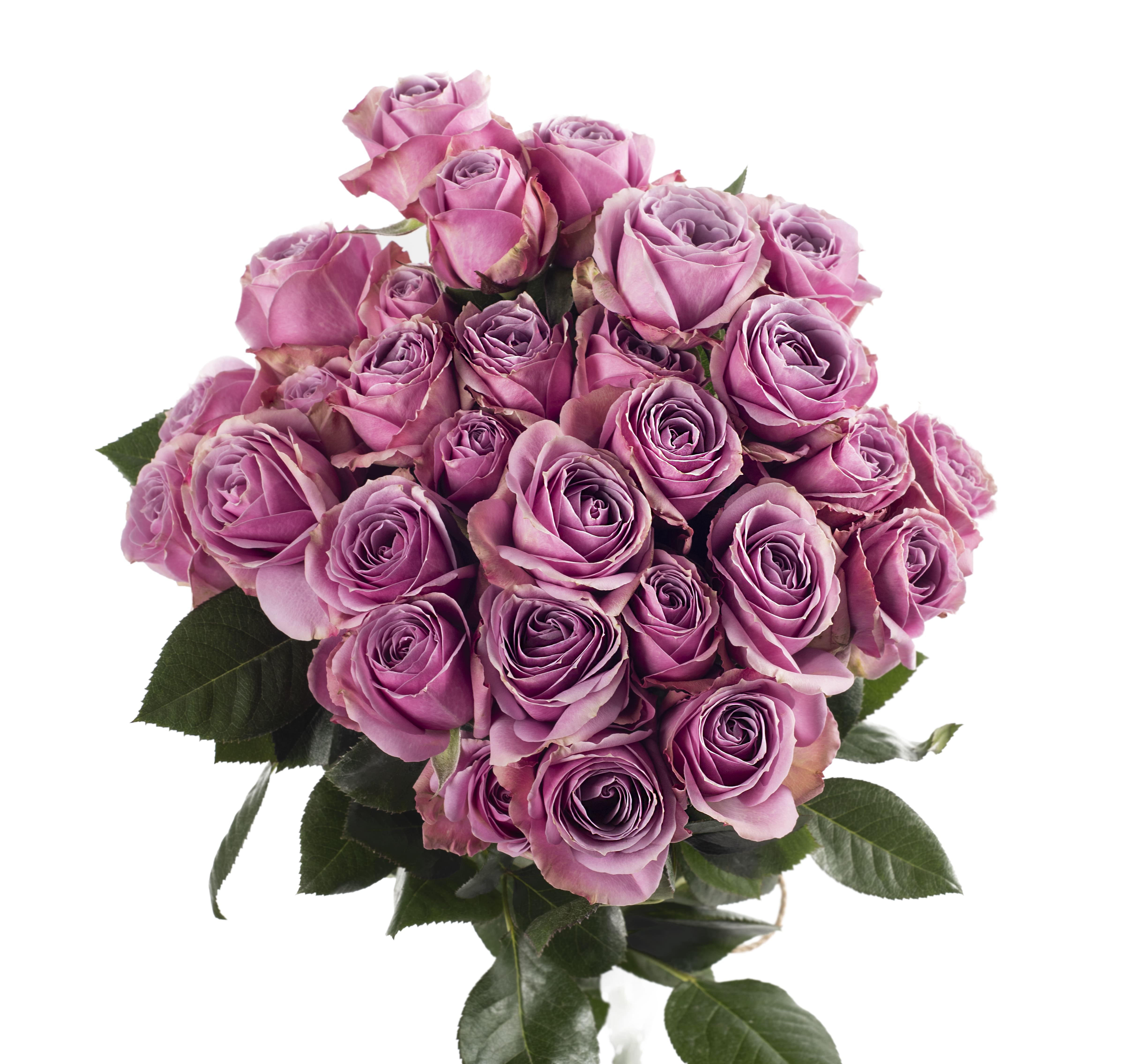 Lavender Spray Rose