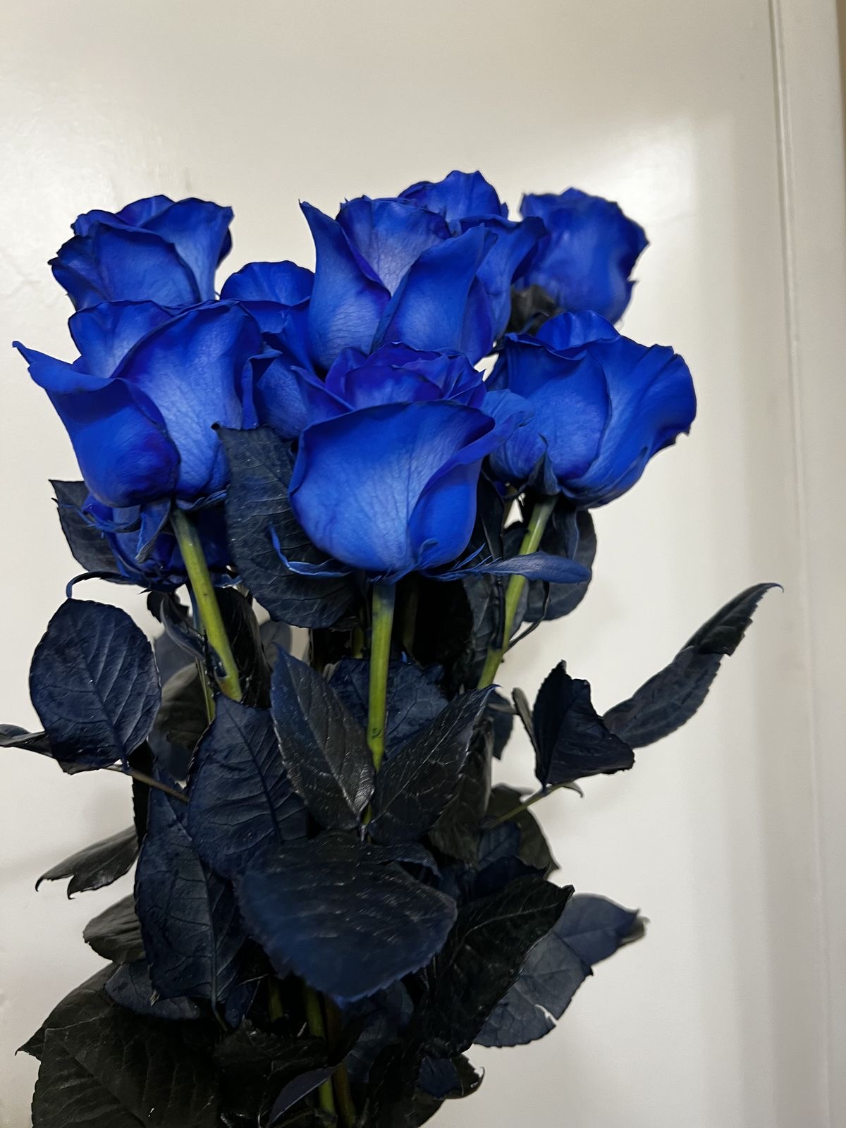 Blue Rose Lemonade I ჰოლანდიური ლურჯი ვარდი 10 ცალი