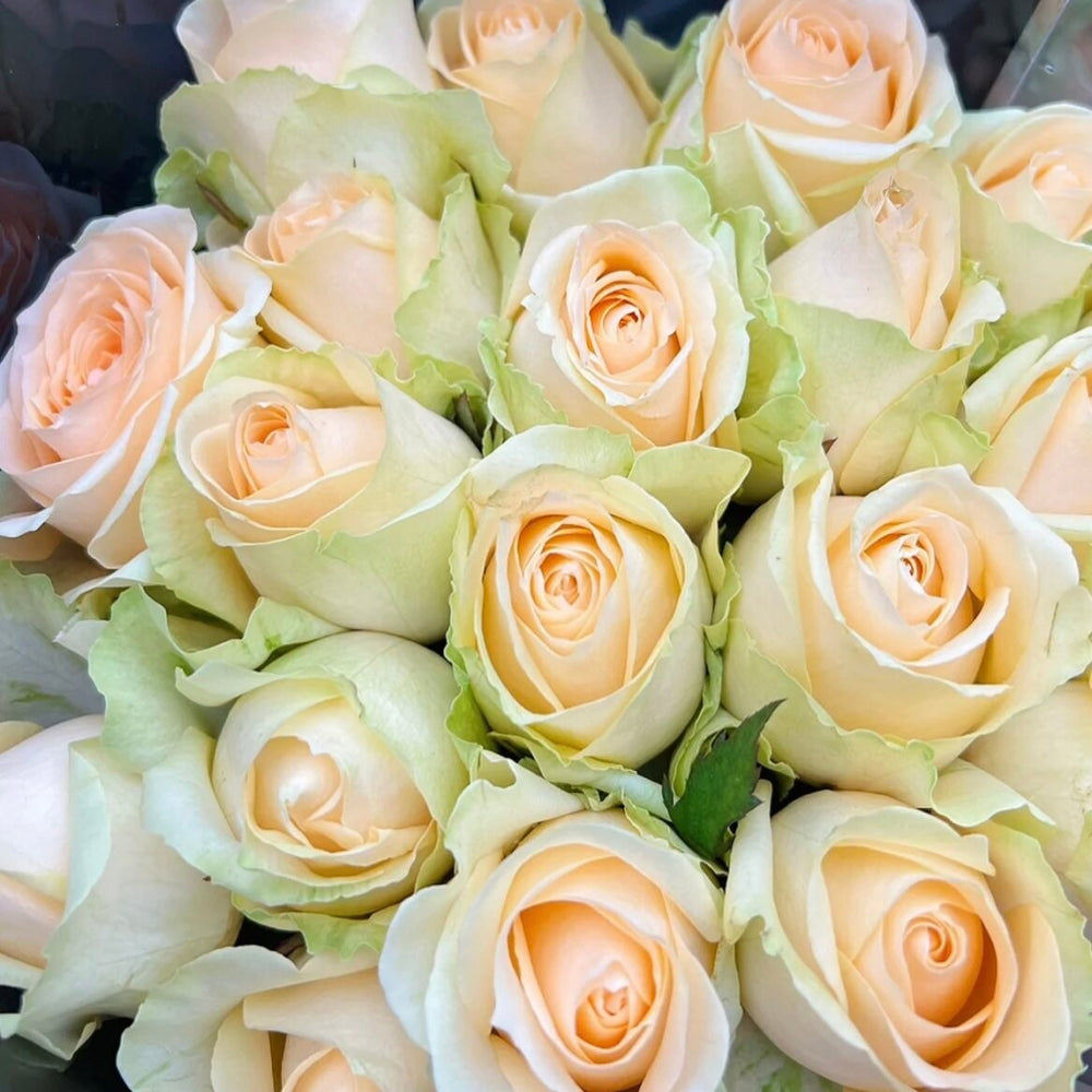 PEACH AVALANCH ROSE - Image 2