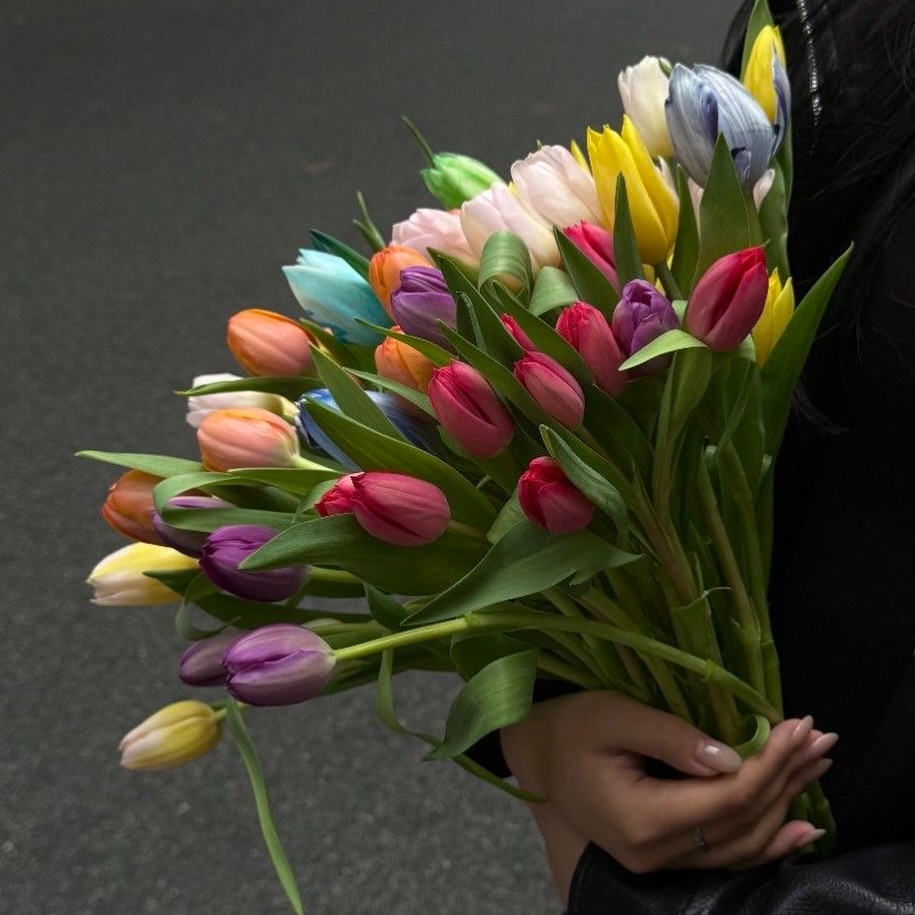 ჰოლანდიური ტიტები