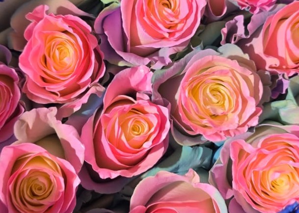 შეღებილი ვარდი 