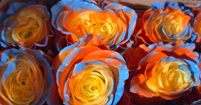 შეღებილი ვარდი